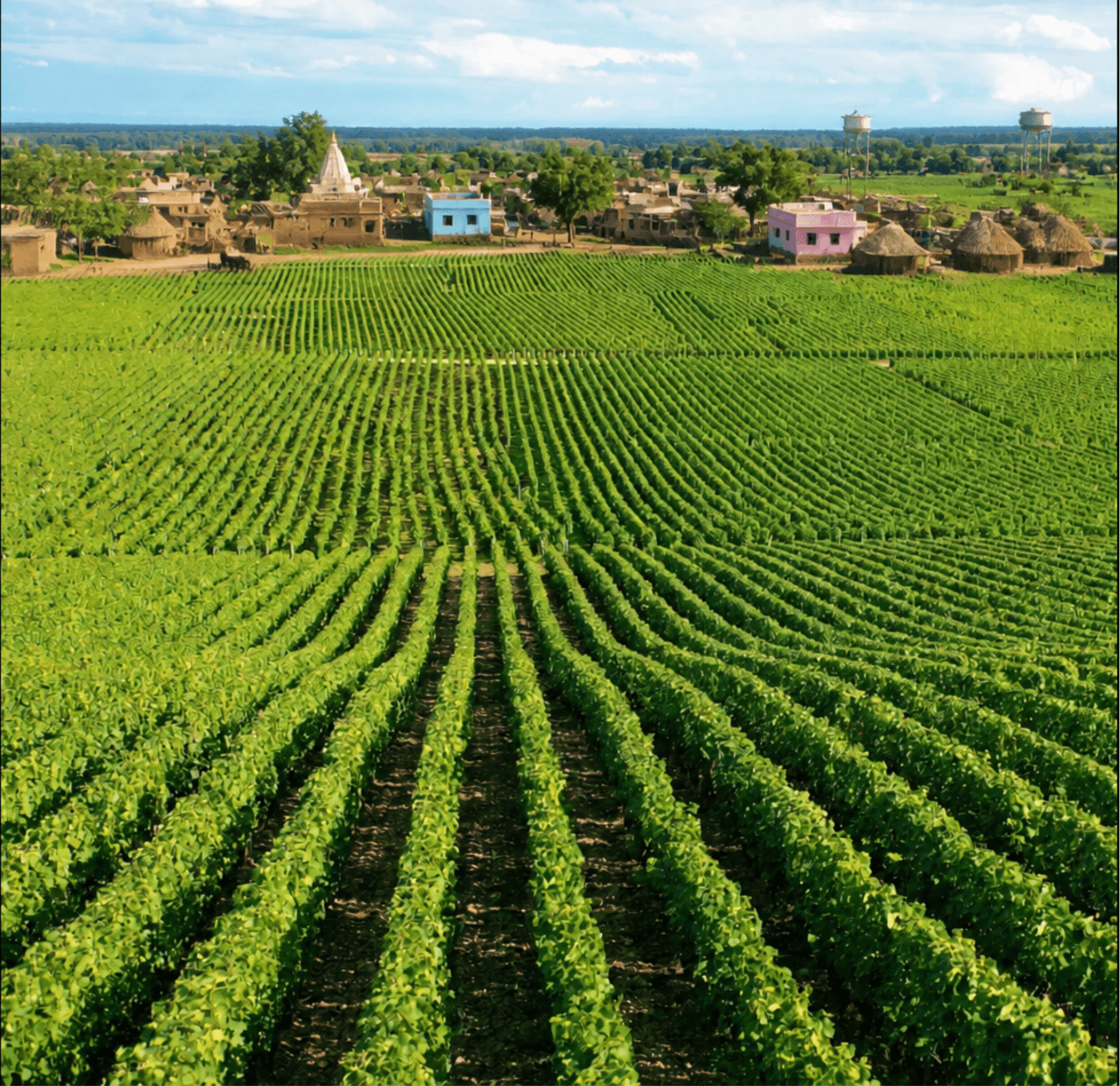 Green farm fields in a rural Indian village